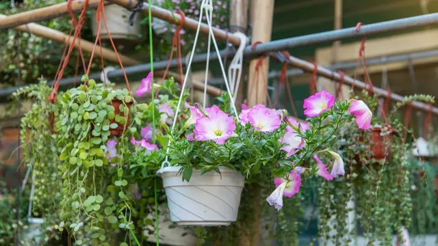 Ide Taman Depan Rumah Minimalis yang Bikin Suasana Asri dan Nyaman