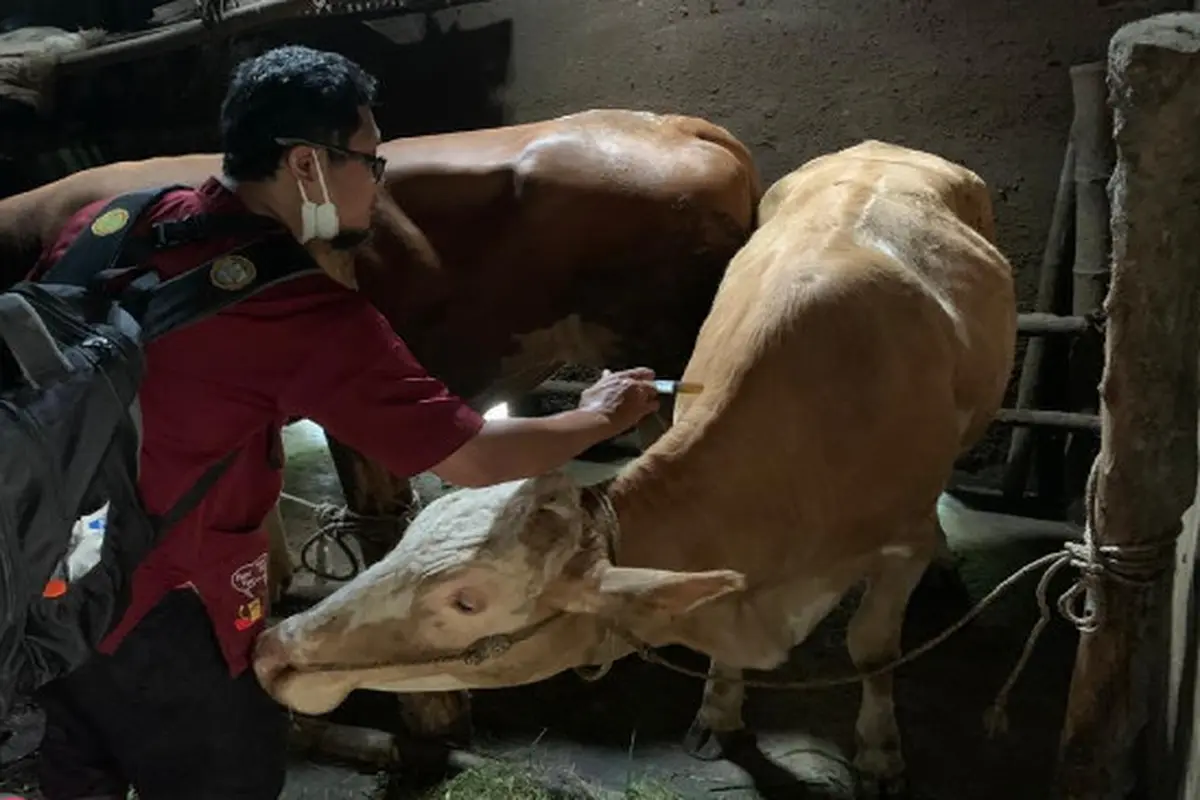 Relawan Hingga Kampus di Malang Beri Eco Enzyme Bantu Atasi Wabah PMK