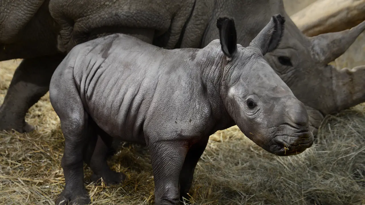 Badak putih yang diberinama Queenie untuk menghormati Ratu Elizabeth II. (Twitter @CotsWildTweets)