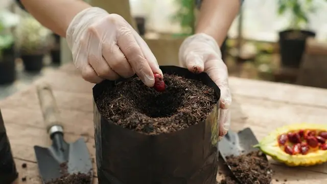 Cara Menanam Pare di Polybag