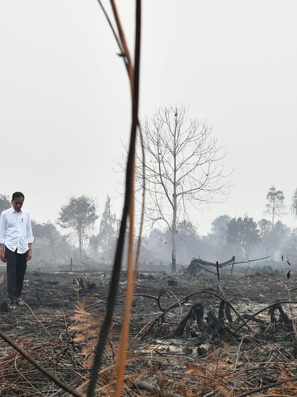 Presiden Joko Widodo atau Jokowi memeriksa kerusakan akibat kebakaran hutan dan lahan (karhutla) yang sedang berlangsung di Pekanbaru, Riau, Selasa (17/9/2019). Tanpa mengenakan masker, Jokowi turun langsung ke lahan gambut yang sudah habis terbakar. (Handout/Indonesian Presidential Palace/AFP)