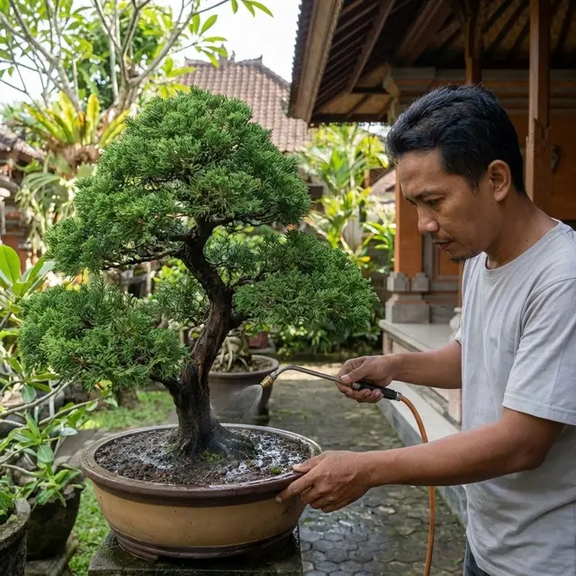 Cara Merawat Bonsai Cemara