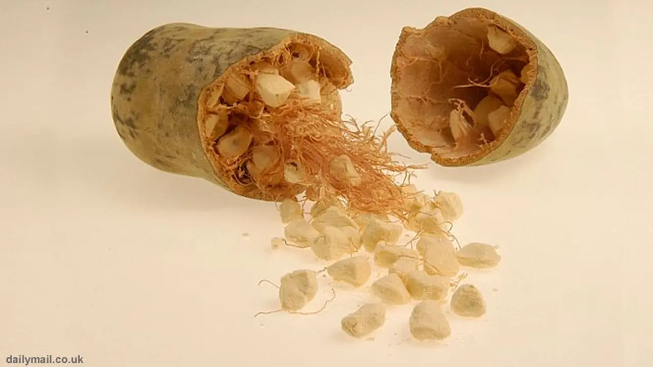 buah-baobab130506b.jpg