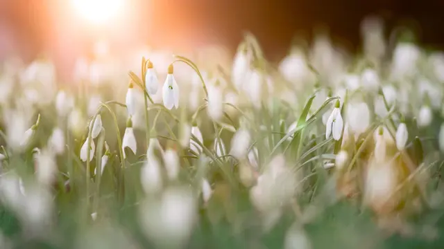 Bunga Snowdrop