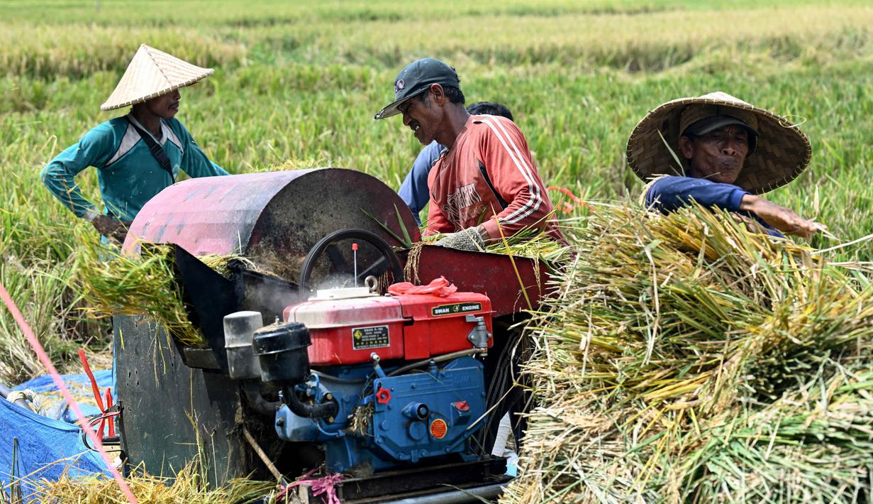 Target tersebut dipatok meski Bali diprediksi menghadapi musim kemarau panjang dengan puncak kekeringan pada September 2026 mendatang. Tampak dalam foto, para petani sedang mengirik padi hasil panen di Denpasar, Bali, pada Kamis 30 April 2026. (SONNY TUMBELAKA/AFP)