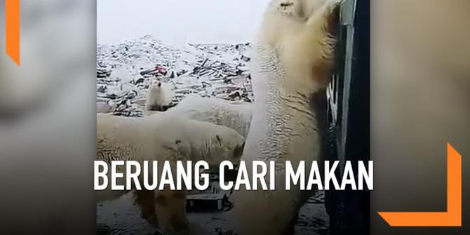 VIDEO: Miris, Beruang Kutub Cari Makanan dari Tumpukan Sampah