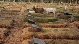 Kawanan kambing berkeliaran mencari makan TPU Pondok Rangon, Jakarta, Sabtu (10/8/2019). Kambing tersebut sengaja digembalakan di area kuburan oleh pemiliknya lantaran kurangnya lahan hijau di daerah perkotaan. (Liputan6.com/Faizal Fanani)