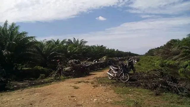 Pemandangan kebun kelapa sawit di salah satu desa di Kabupaten Nagan Raya (Liputan6.com/Rino Abonita)
