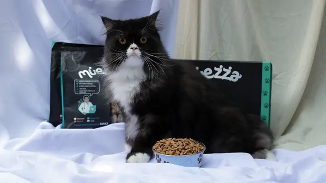 Kucing Kesayangan Jadi Picky Eater, Gimana Menghadapinya Ya?