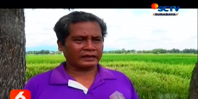 VIDEO: Puluhan Hektar Sawah di Madiun Terancam Gagal Panen, Kenapa?