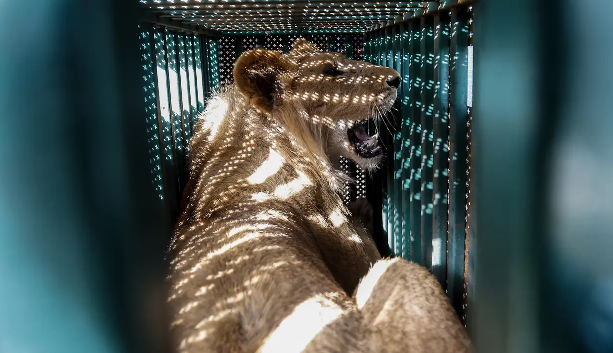 Seekor singa ditempatkan dalam kandang saat akan dievakuasi dari kebun binatang di Rafah, Jalur Gaza, Palestina, Minggu (7/4). Sebanyak 40 satwa dalam kondisi 'menyedihkan' dievakuasi dari sebuah kebun binatang di Jalur Gaza ke tempat penampungan di Yordania. (SAID KHATIB/AFP)