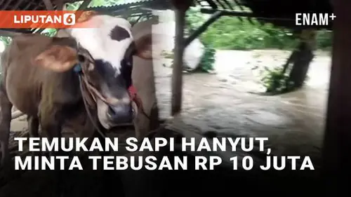 VIDEO: Duh! Temukan Sapi Hanyut, Warga di Jember Disebut Minta Tebusan Rp 10 Juta