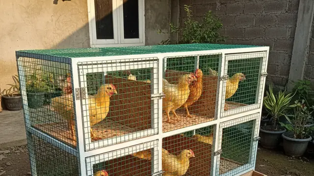 Desain Kandang Ayam Petelur Rumahan Inovatif. AI