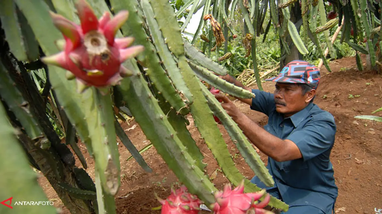 petani-perkebunan-140126b.jpg