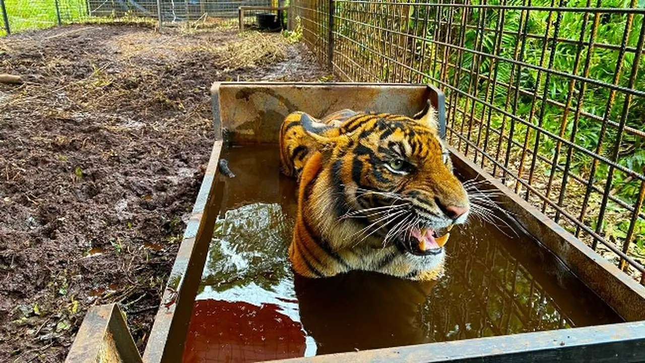 Harimau sumatra yang pernah berkonflik dengan manusia dan kini sudah dilepasliarkan lagi.