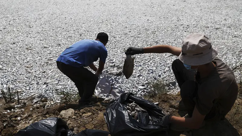 Pelabuhan wisata Yunani dibanjiri ratusan ribu ikan mati