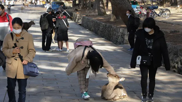Rusa di Taman Nara Jepang