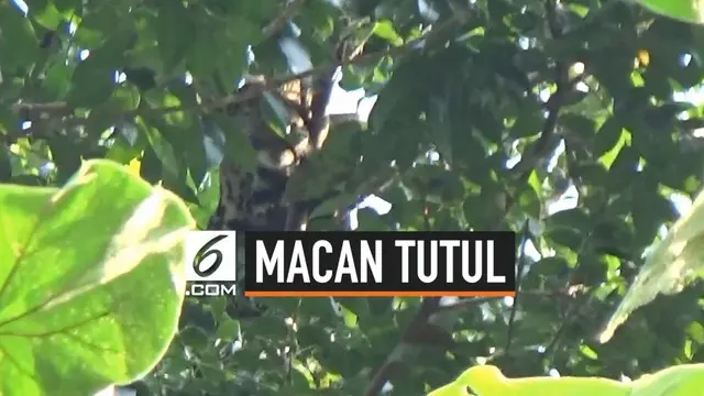 Seekor macan tutul tiba-tiba masuk ke wilayah permukiman di Tasikmalaya Jawa Barat. Hewan buas tersebut lalu diburu warga setempat.