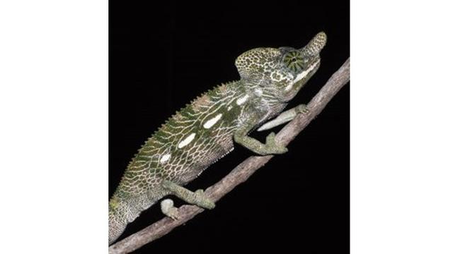 6 Hewan Ini Punya Umur Sangat Pendek di Dunia, Ada yang Hidup Hanya 5 Menit