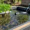 10 Tips Memanfaatkan Air Kolam Lele untuk Menyuburkan Kangkung di Rumah