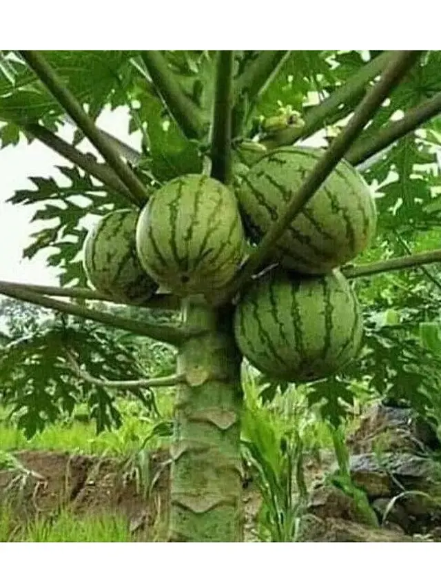 6 Potret Buah Terhimpit Secara Alami di Pohon Ini Curi Perhatian