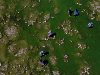 Para pria mencari ikan yang masih hidup untuk dimakan saat ikan mati menumpuk di tepi Sungai Salado, Provinsi Buenos Aires, Argentina, 22 Januari 2023. (AP Photo/Natacha Pisarenko)