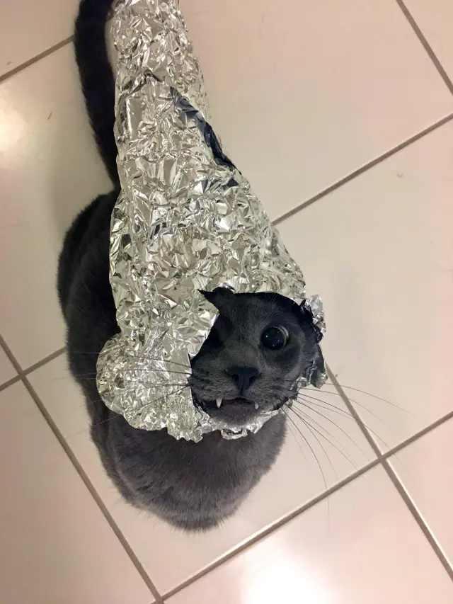 7 Potret Kucing Pakai Topi Aluminium Foil Berbagai Bentuk Ini Bikin Gemas