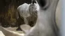 Bayi badak jantan yang lahir pada 18 Februari terlihat di samping induknya Hekaw di kandang mereka di taman zoologi Amneville, di Amneville, Prancis timur. Ini adalah badak putih kelahiran ketiga yang lahir dalam empat bulan terakhir di kebun binatang tersebut. (AFP/Jean-Christophe)