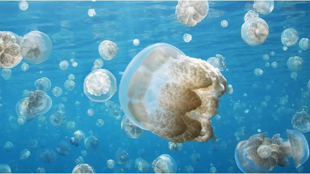 Courtesy National Geographic