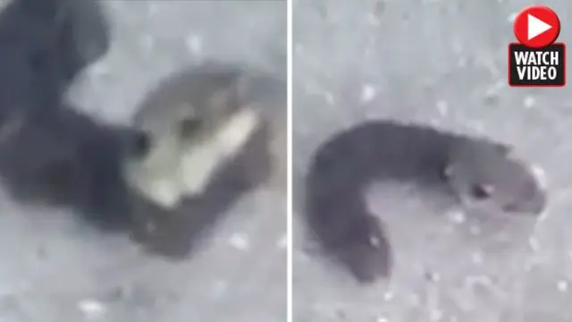 ulat bulu ini memiliki kepala seperti tikus (CEN/dailystar.co.uk)