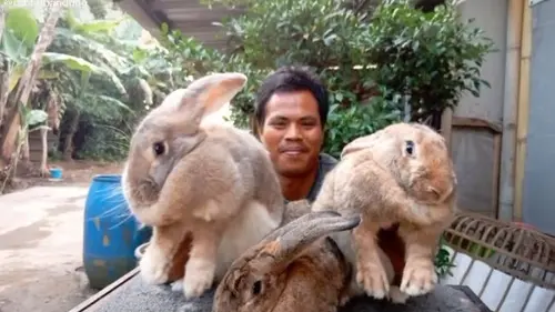 Kelinci Flemish Giant
