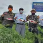 Panen Cabai dan Jagung  di Peluncuran Program untuk  Riau Sehat dan Sejahtera. foto: istimewa