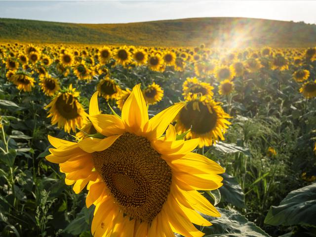 5 Cara Menanam Bunga Matahari Dari Biji Yang Mudah Dipraktikkan Hot Liputan6 Com