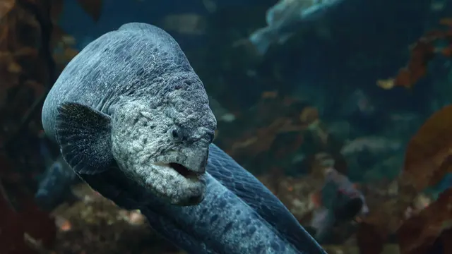Belut serigala
