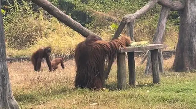 Kisah Keluarga Orang Utan Solo, Didi Beristri Tori dan Anaknya Dito