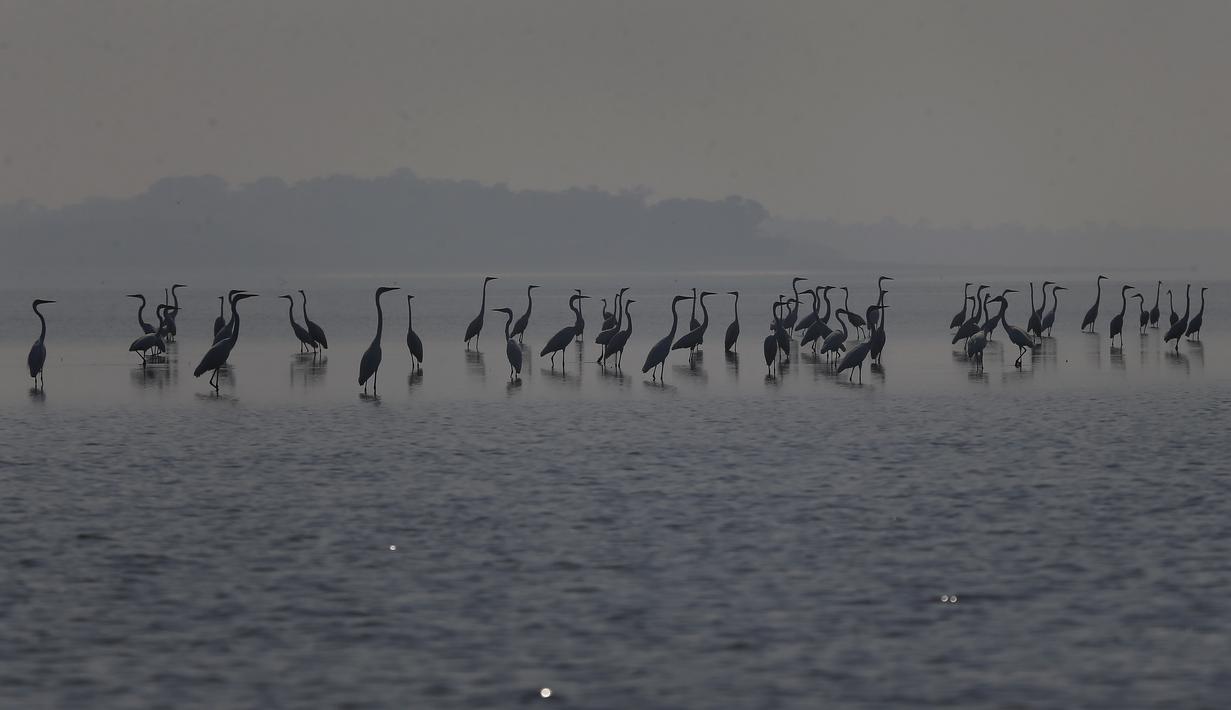 Hutan hujan Amazon di Brasil sedang menghadapi kekeringan parah yang dapat mempengaruhi sekitar setengah juta orang pada akhir tahun, kata pihak berwenang pada hari Selasa. (AP Photo/Edmar Barros)