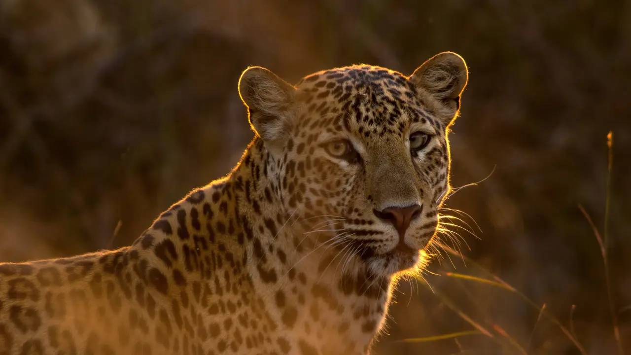 Perbedaan Cheetah dan Leopard.