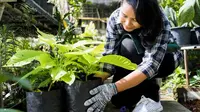 7 Desain Kebun Sayur Hemat Air di Perumahan, Solusi Hijau Lahan Terbatas