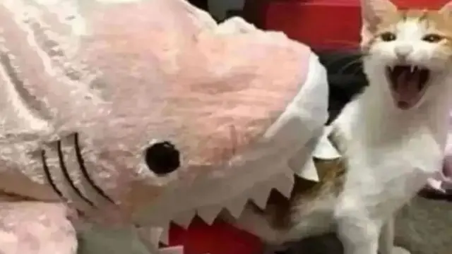 6 Potret Kucing Digigit Boneka Hiu Ini Mendalami Peran, Jago Akting