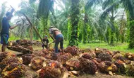 Terkuak, Segini Modal Bangun Pabrik Mini Sawit Berkapasitas 10 Ton TBS per Jam