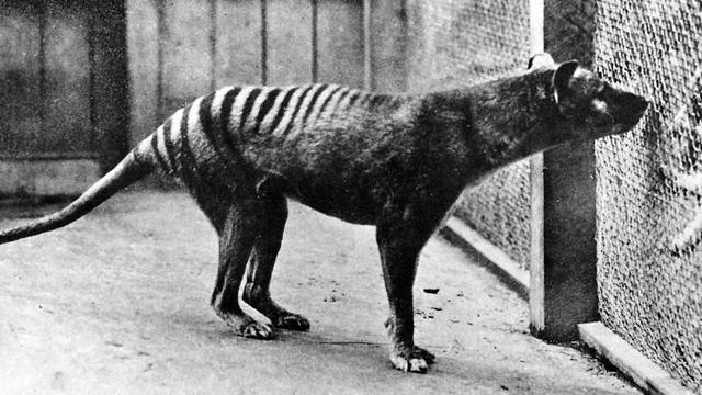 Download 980 Koleksi Gambar Harimau Tasmania Terbaru Gratis HD