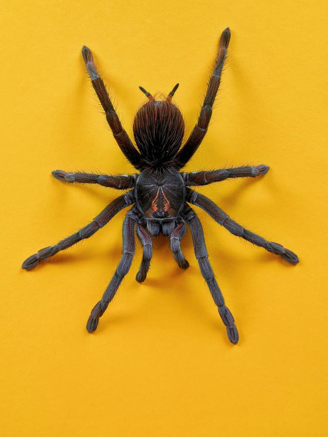 7 Arti Mimpi Laba-Laba, Punya Makna Negatif Tentang Kehidupan