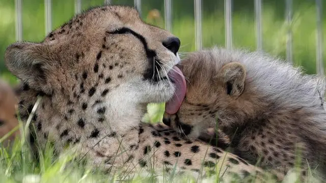 Seekor cheetah, Savannah, menjilati anaknya yang belum lama dilahirkan di Kebun Binatang Praha, Republik Ceko, Kamis (3/8).