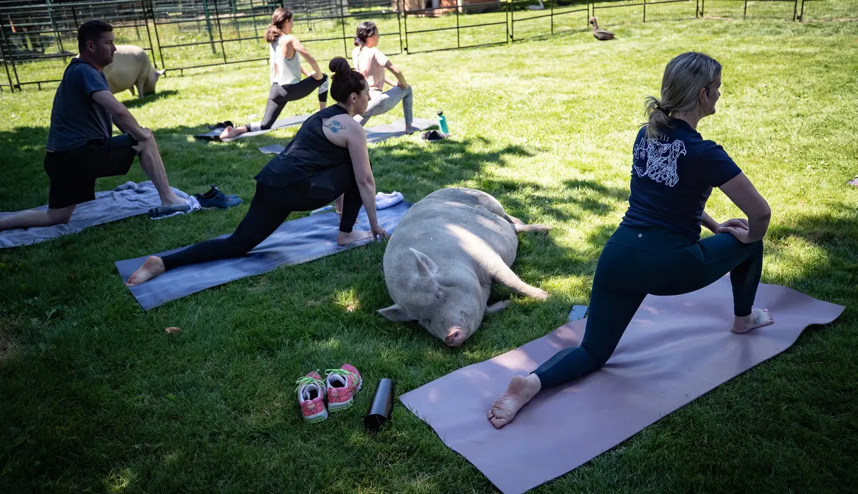 Seekor babi berperut buncit bersantai di rumput ketika orang-orang berpartisipasi dalam sesi yoga dengan babi selama penggalangan dana amal di The Happy Herd Farm Sanctuary, di British Columbia, Kanada, 26 Juli 2020. (Darryl Dyck/The Canadian Press via AP)