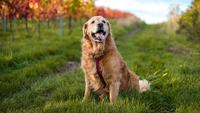 400 Golden Retriever Names: Popular, Cute, and Classy