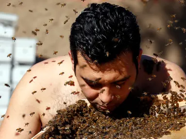 Seorang pria berasal dari Mesir yang bernama Mohamed Hagras sedang membuat 'jenggot' dari ratusan lebah, Mesir (30/11). Hal tersebut ia lakukan untuk persiapan mengikuti Karnaval Pertanian Mesir. (Reuters/Amr Abdallah Dalsh)