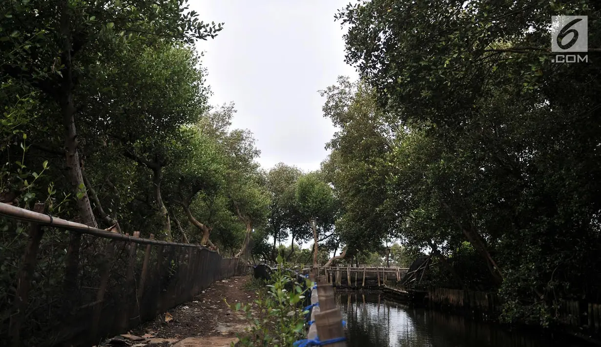 Kondisi hutan mangrove atau bakau di sekitar pesisir Kamal Muara, Penjaringan, Jakarta, Rabu (21/3). Dilansir dari laman data.jakarta.go.id, saat ini total luas hutan bakau di pesisir Jakarta sekitar 430 hektare. (Merdeka.com/ Iqbal S. Nugroho)