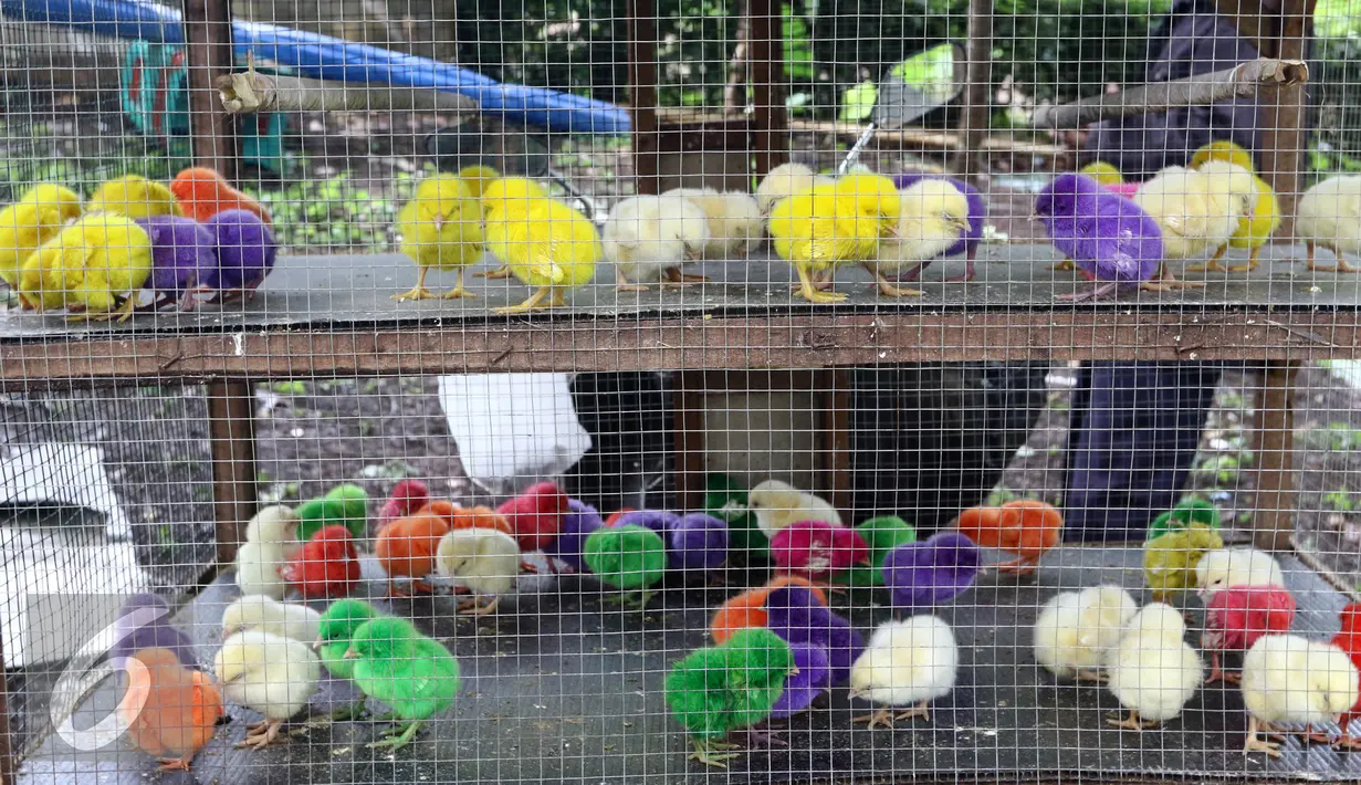 Sejumlah anak ayam berwarna-warni yang disepuh dijajakan pedagang di Puri Bukit, Depok, Sabtu (15/1). Pedang menjual anak ayam warna warni tekstil tersebut  seharga Rp 2.500-5,000 per-ekor. (Liputan6.com/Helmi Affandi)