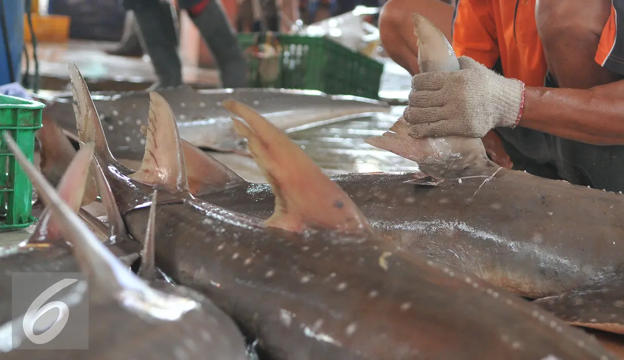 Pekerja memotong sirip hiu di tempat pelelangan ikan Karangsong, Indramayu, Jawa Barat, Kamis (16/6/2015). Meski sudah ada larangan perburuan dan perdagangan, nelayan setempat masih memperdagangkan sirip hiu. (Liputan6.com/Herman Zakharia)