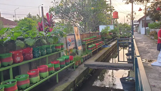 Dari Gang Sempit Jadi Kebun Sayur, Kelompok Tani Timoho Ngeremboko Rasakan Manfaat BRInita